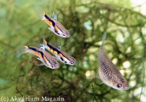 Poecilia wingei