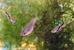 Poecilia wingei
