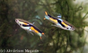 Poecilia wingei