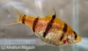 P. rhomboocellatus nőstény