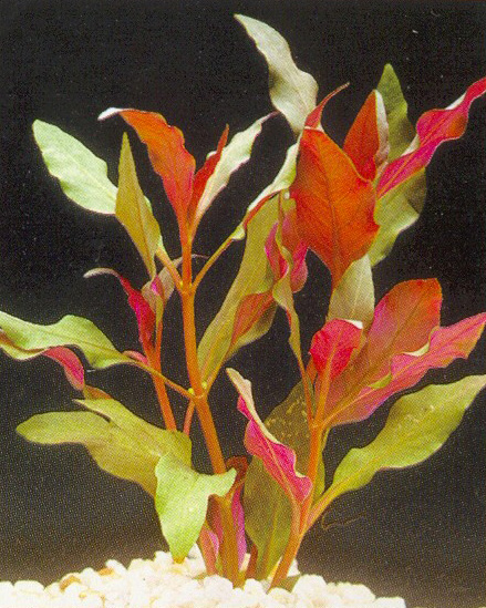 Alternanthera cardinalis