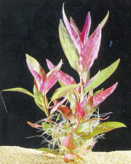 Alternanthera lilacina