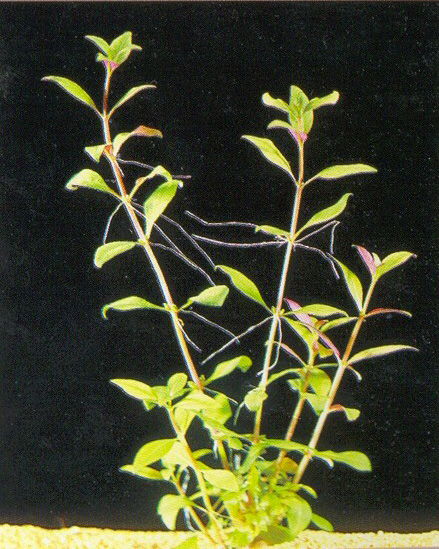 Alternanthera ocipus