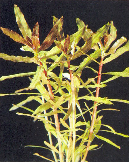 Ammania gracilis