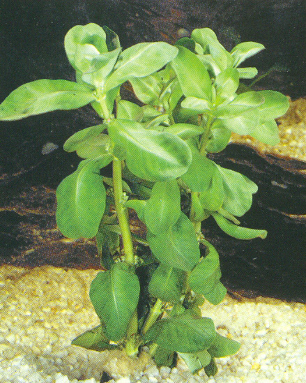 Ammania senegalensis