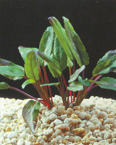 Ammoricia aquatica