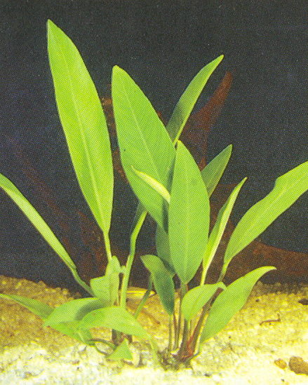 Anubias afzeli