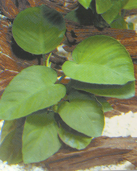 Anubias barteri broad leaf