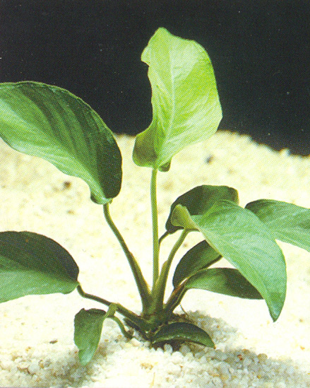 Anubias barteri 'Sharp wavy leaf'