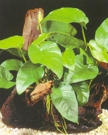 Anubias barteri var. barteri
