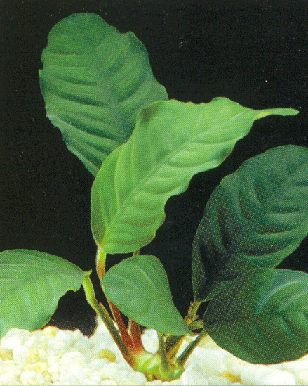 Anubias barteri var. caffeefolia