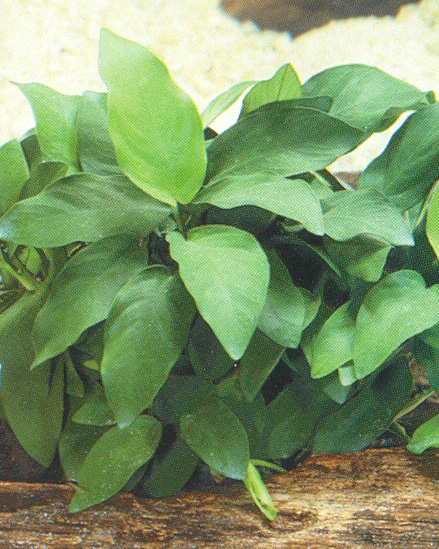Anubias barteri var. nana