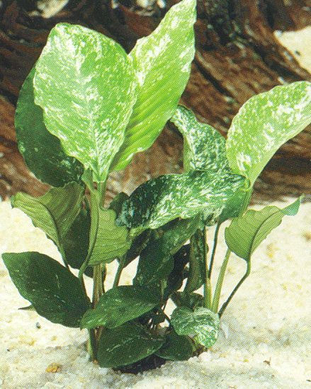 Anubias barteri variegated