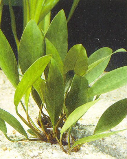 Anubias congesis