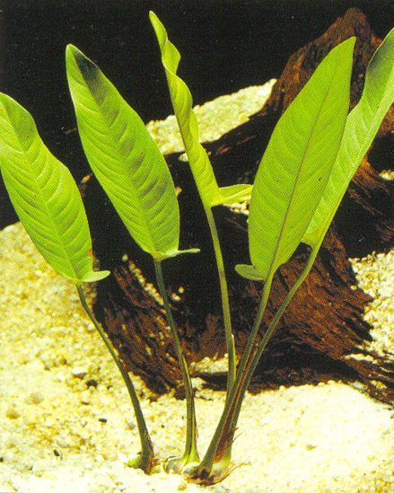 Anubias gigantea