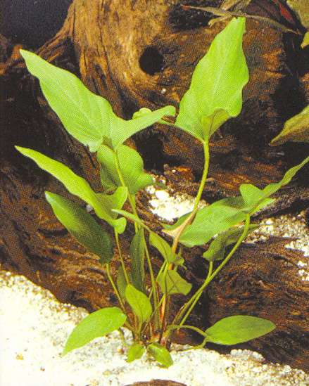 Anubias hastifolia