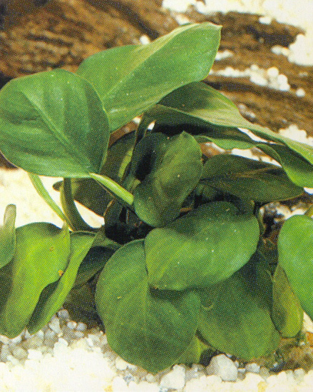 Anubias nana 'round leaf'