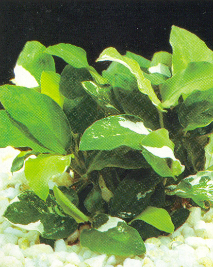 Anubias nana variegated