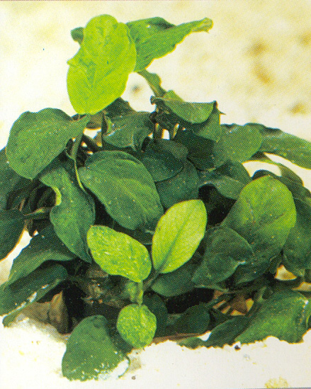Anubias nana 'wrinkled leaf'