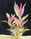 Alternanthera lilacina