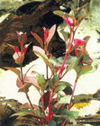 Alternanthera spec. red-round