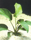 Anubias barteri 'Sharp wavy leaf'
