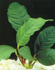 Anubias barteri var. caffeefolia