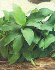 Anubias barteri var. nana