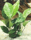 Anubias barteri variegated
