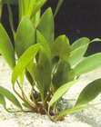 Anubias congesis