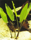 Anubias gigantea