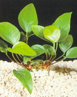 Anubias gracilis