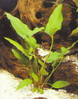 Anubias hastifolia