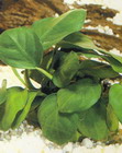 Anubias nana 'round leaf'