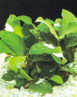 Anubias nana variegated