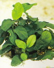 Anubias nana 'wrinkled leaf'