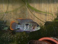 Aequidens rivulatus