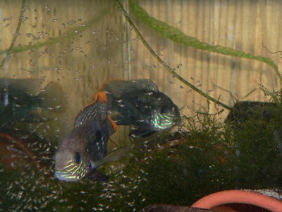Aequidens rivulatus