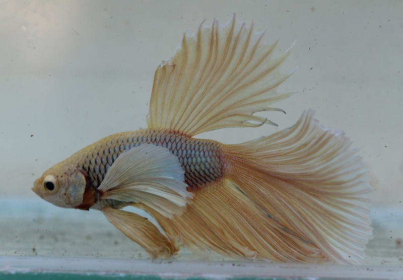 betta1 2 800