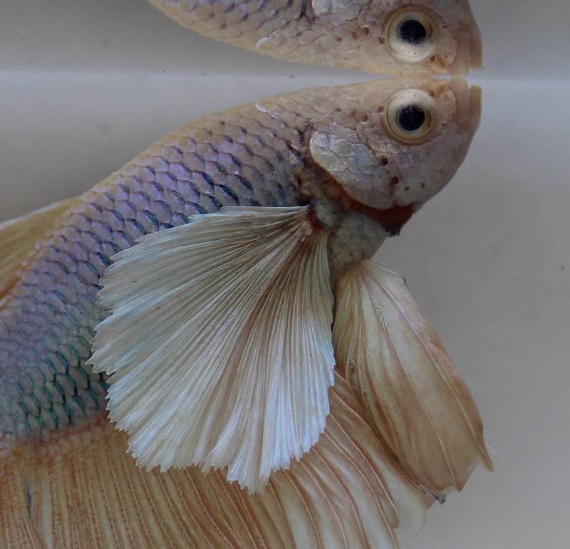 betta1 3 800