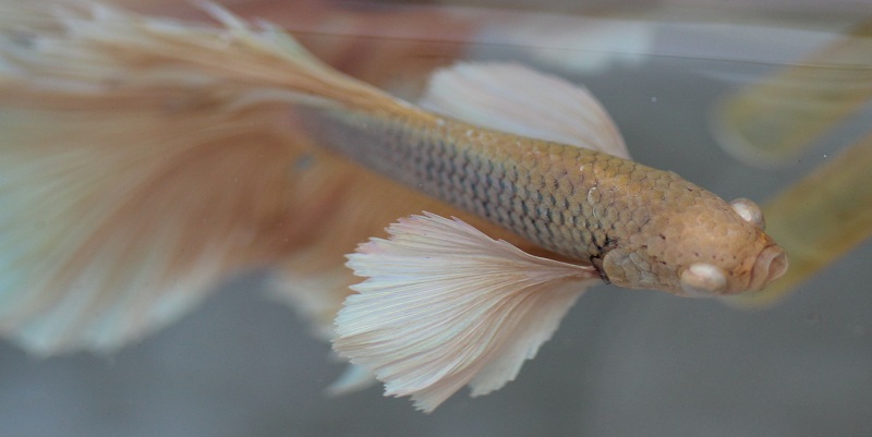 betta1 4 800