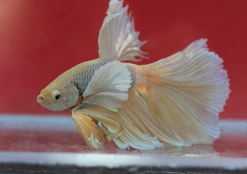 betta1 1 800