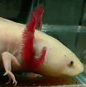 Ambystoma mexicanum
