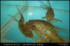 Corydoras paleatus ikrázás_4