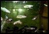 6 hetes Betta ivadékokJG_UPLOAD_IMAGENAME_SEPARATOR1