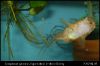Corydoras paleatus ikrázás_2