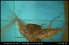 Corydoras paleatus ikrázás_1