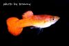 guppyJG_UPLOAD_IMAGENAME_SEPARATOR1