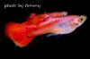 guppyJG_UPLOAD_IMAGENAME_SEPARATOR2