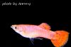 guppyJG_UPLOAD_IMAGENAME_SEPARATOR3